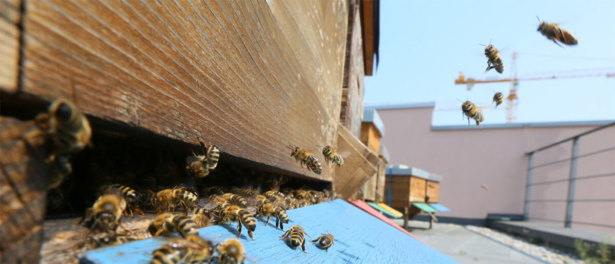 Arbeiterinnen von sechs Bienenvölkern